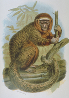 Dusky titi (Callicebus moloch)