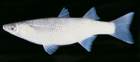 Neomyxus leuciscus, Acute-jawed mullet: aquarium