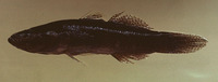 Eleotris melanosoma, Broadhead sleeper: fisheries