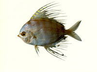 Velifer hypselopterus, Sailfin velifer: fisheries