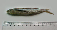 Oxyporhamphus micropterus micropterus, Bigwing halfbeak: