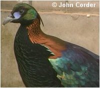 Chinese Monal Pheasant, Lophophorus lhuysii