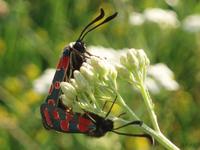 Zygaena carniolica