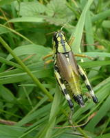 Miramella alpina