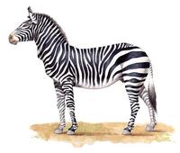 Image of: Equus zebra (mountain zebra)