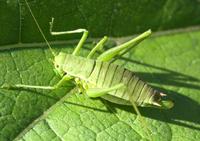 Leptophyes discoidalis
