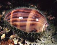 Macrocypraea cervus - Atlantic Deer Cowrie