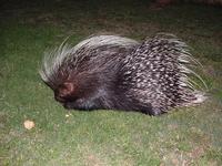 Image of: Hystrix africaeaustralis (Cape porcupine)