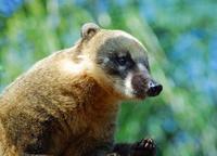 Image of: Nasua nasua (South American coati)