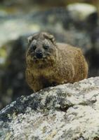 Image of: Procavia capensis (rock hyrax)