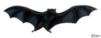 Image of: Pteropus livingstonii (Comoro black flying fox)