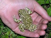 Bufo viridis viridis