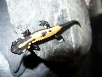 Paramesotriton laoensis