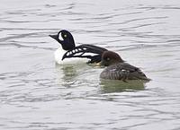 Bucephala islandica - Barrow's Goldeneye