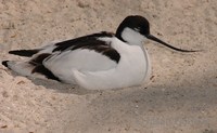 Recurvirostra avosetta - Pied Avocet