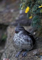 Aethia pusilla - Least Auklet