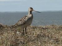 Limosa lapponica - Bar-tailed Godwit