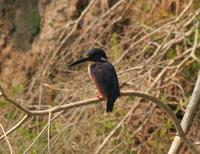 Alcedo azurea - Azure Kingfisher