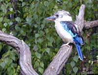 Dacelo leachii - Blue-winged Kookaburra