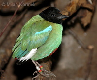 Pitta sordida - Hooded Pitta