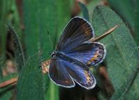 Image of: Lycaena melissa