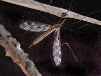 Image of: Tipulidae (crane flies)