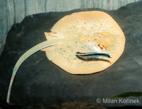 Taeniura lymma - Blue Spotted Fantail Stingray