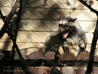 Paradoxurus hermaphroditus - Asian Palm Civet