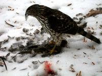 Image of: Accipiter cooperii (Cooper's hawk)