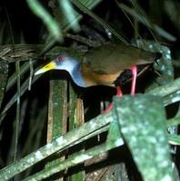 Image of: Aramides cajanea (grey-necked wood-rail)