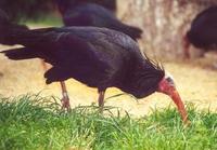 Image of: Geronticus eremita (northern bald ibis)