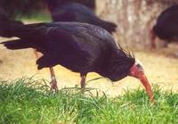 Image of: Geronticus eremita (northern bald ibis)