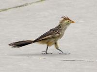 Image of: Guira guira (Guira cuckoo)