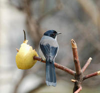 Image of: Heterophasia melanoleuca (black-backed sibia)