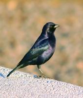 Image of: Molothrus bonariensis (shiny cowbird)