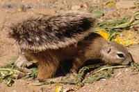 Xerus inauris - South African Ground Squirrel