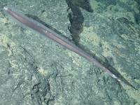 Venefica tentaculata