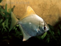 Monodactylus argenteus - Diamond Moonfish