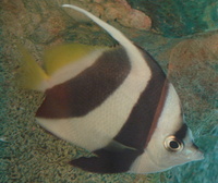 Heniochus acuminatus - Longfin Bannerfish