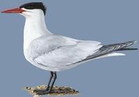 Image of: Sterna caspia (Caspian tern)