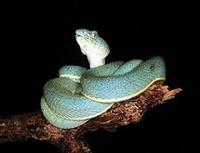 Image of: Bothriopsis bilineata (two-striped forest pit viper)