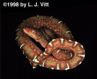 Image of: Corallus caninus (emerald tree boa)