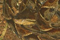 Bothrops asper - Fer-de-lance