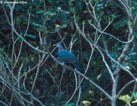 Metallic Pigeon - Columba vitiensis