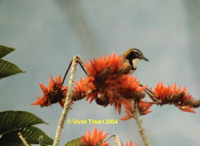 Greater Necklaced Laughingthrush - Garrulax pectoralis