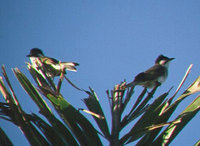 Styan's Bulbul - Pycnonotus taivanus