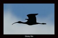 Glossy Ibis