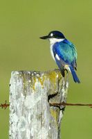 Forest Kingfisher