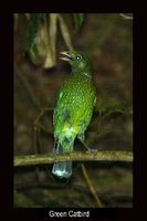 Green Catbird