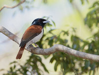 Rufous Vanga (Schetba rufa) photo